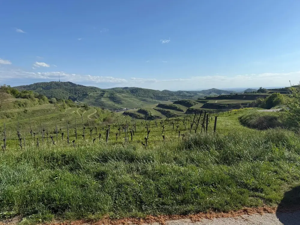 Weite Reblandschaft mit sanften Hügeln am Kaiserstuhl unter blauem Himmel